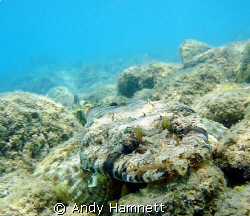 Crocodile fish waiting on rocks by Andy Hamnett 